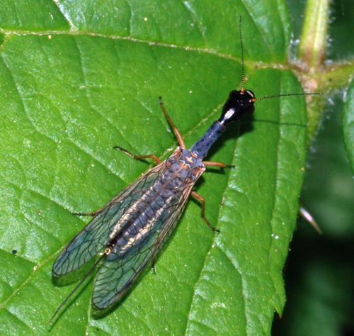 chrysopa da ident - No, Dichrostigma flavipes